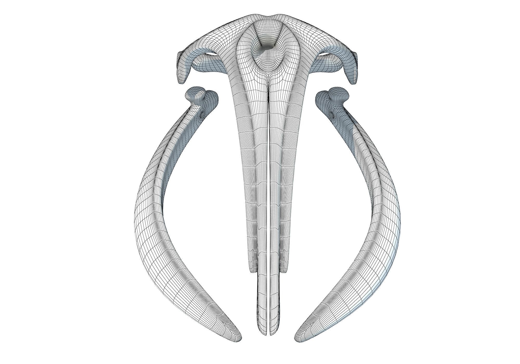 Right Whale Skull 3D model_7