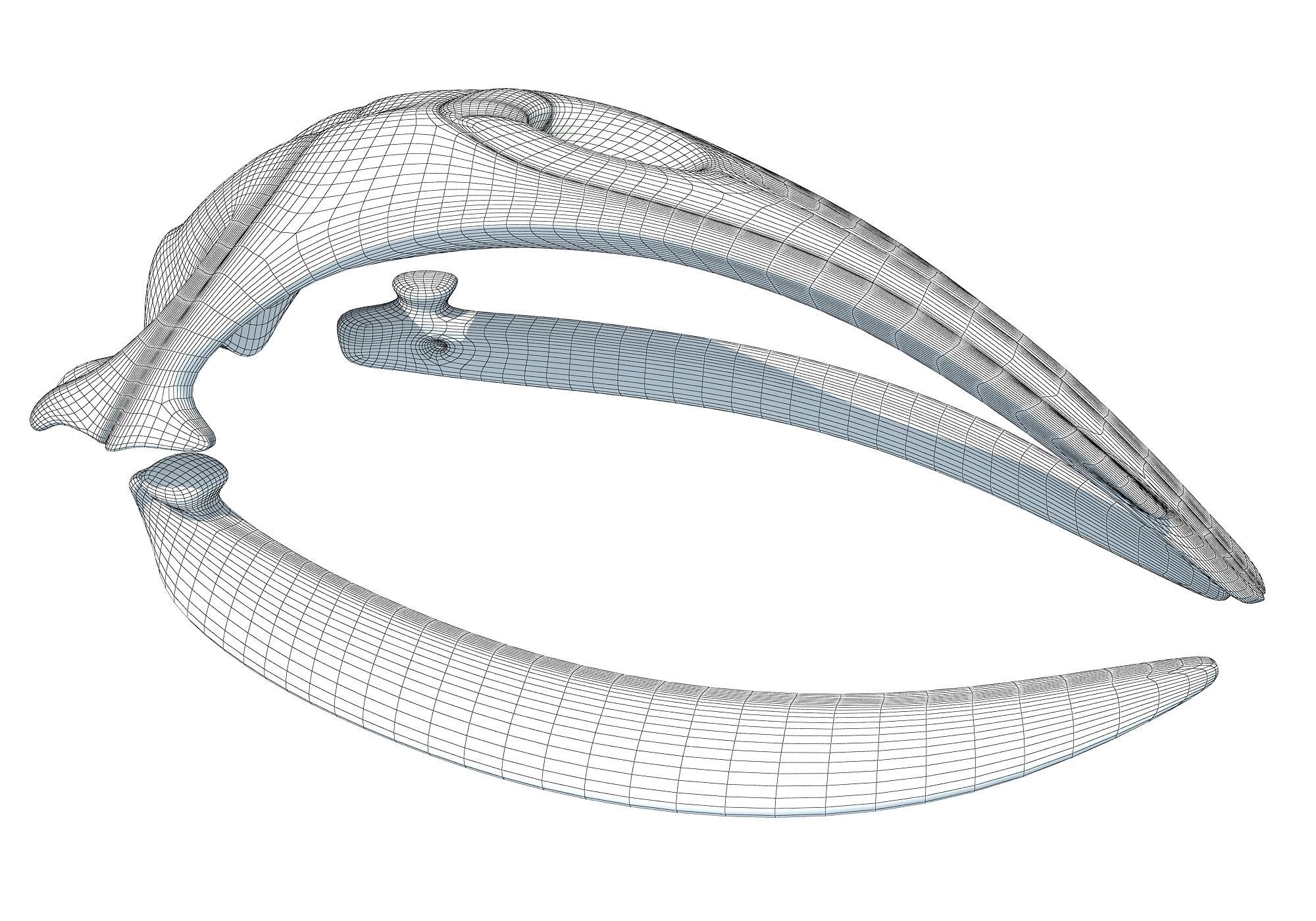 Right Whale Skull 3D model_9