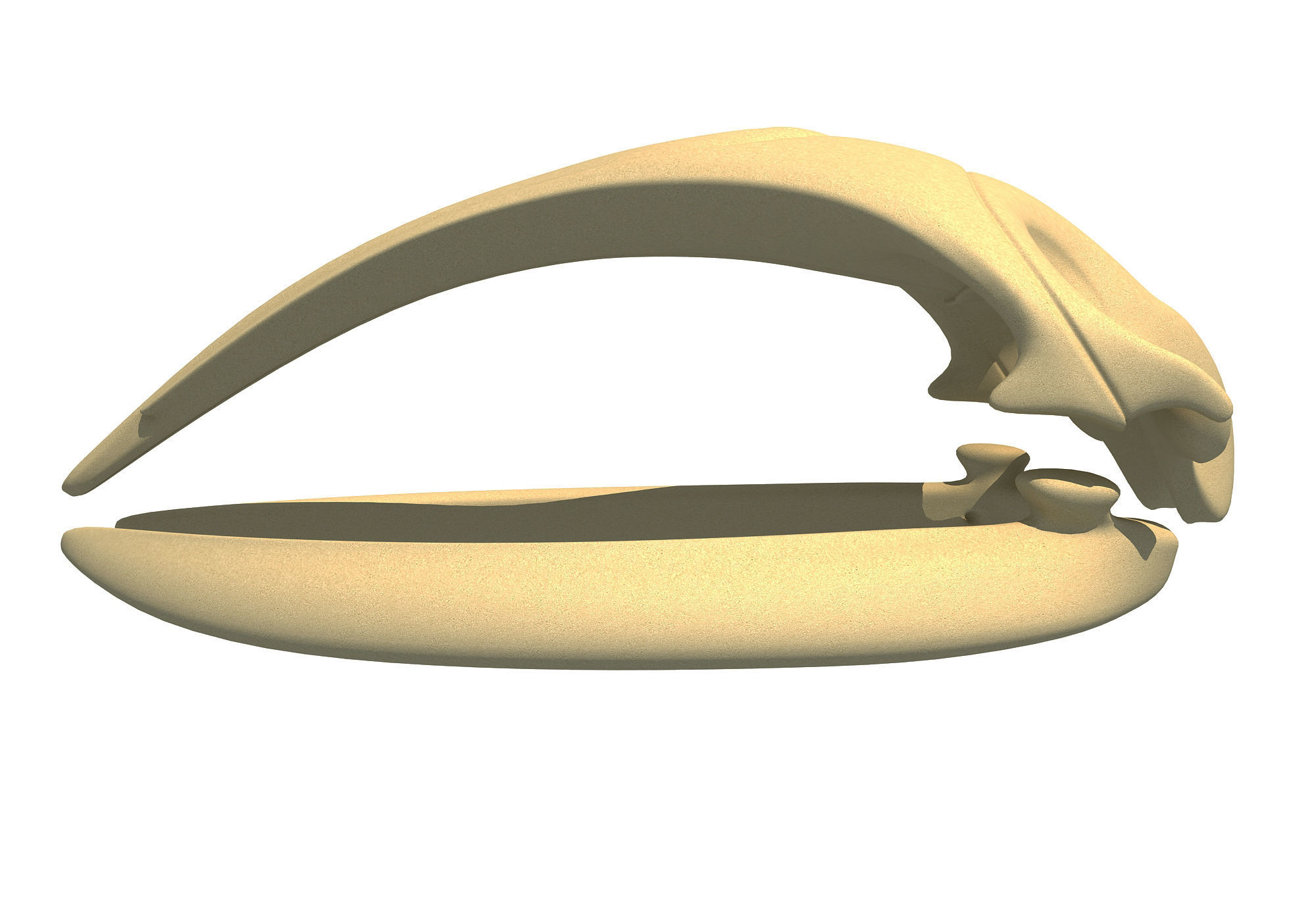 Right Whale Skull 3D model_1
