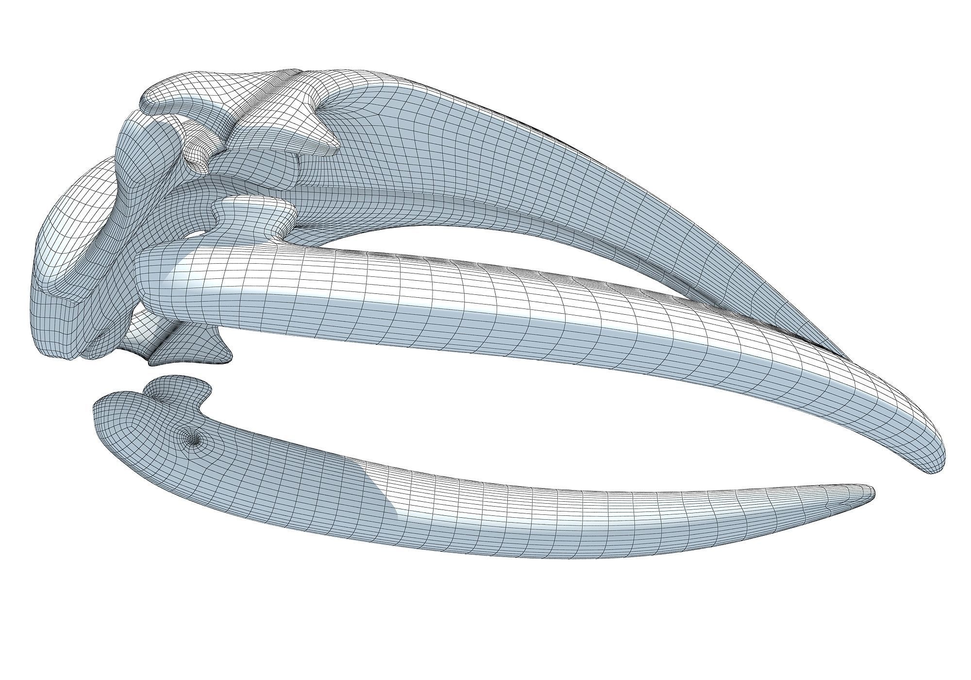Right Whale Skull 3D model_11