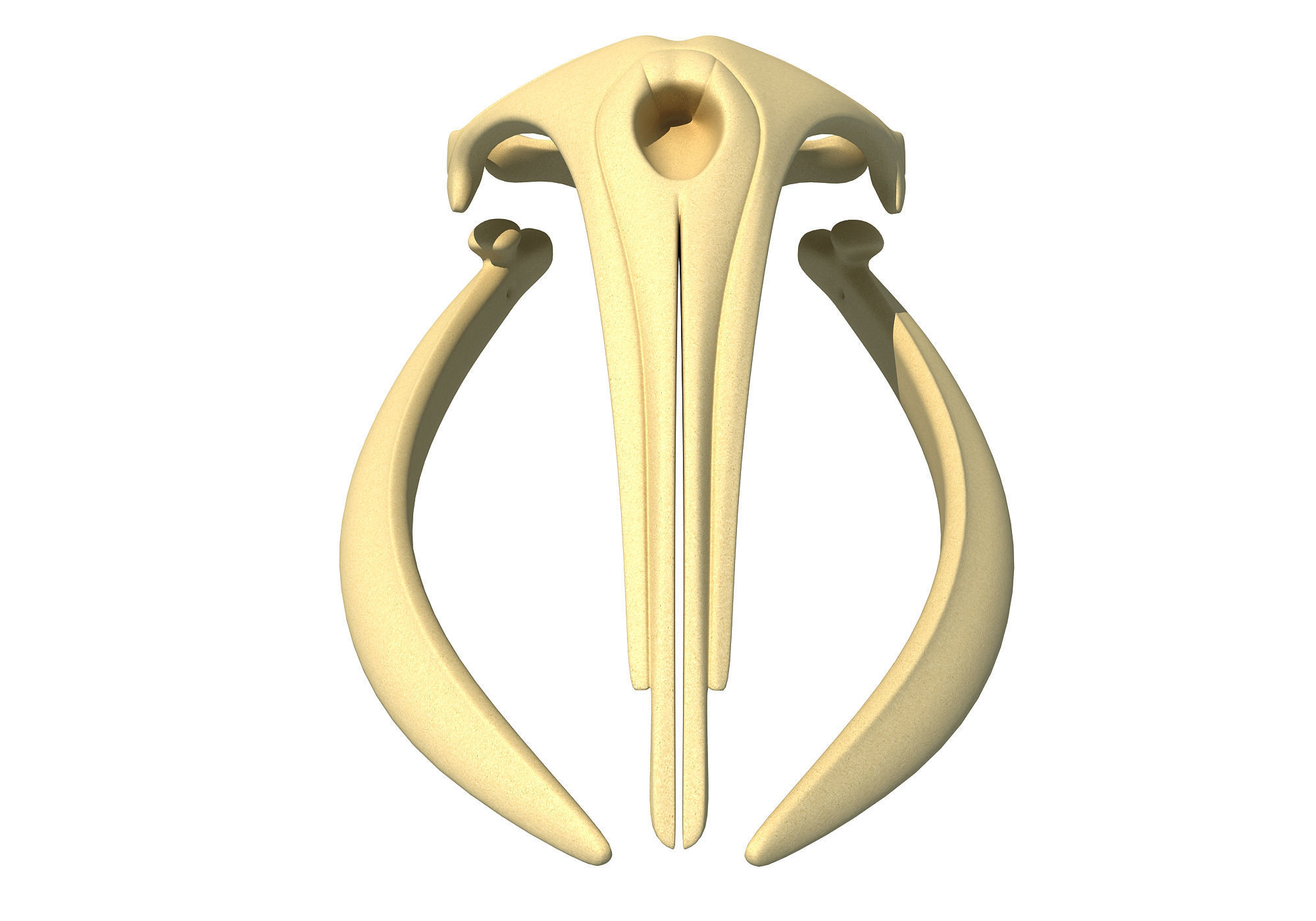 Right Whale Skull 3D model_3
