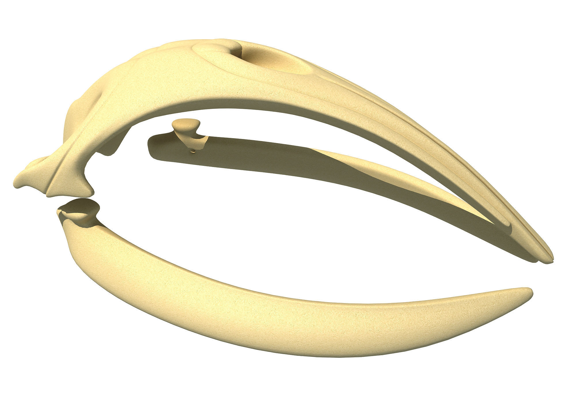 Right Whale Skull 3D model_2