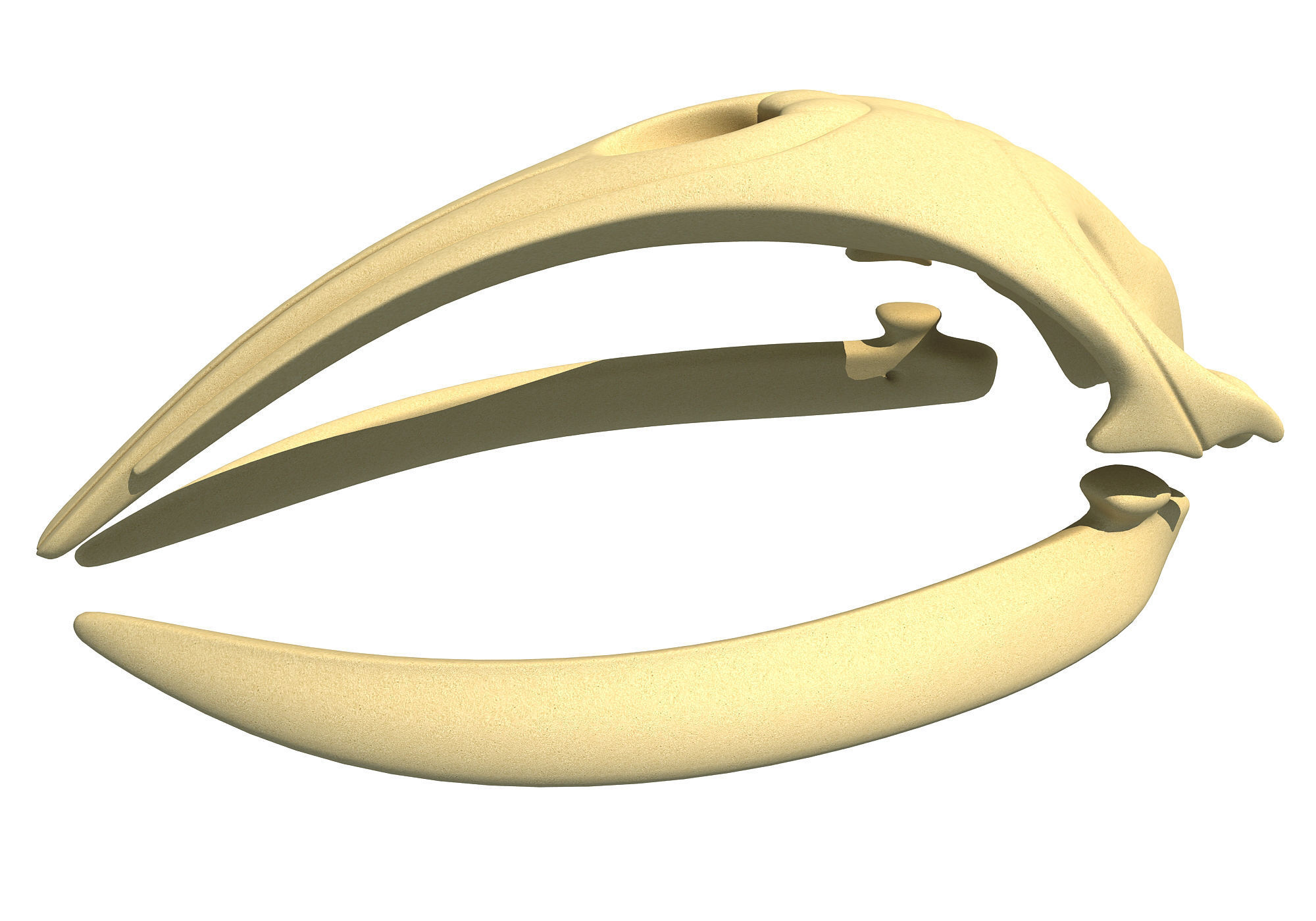 Right Whale Skull 3D model_4