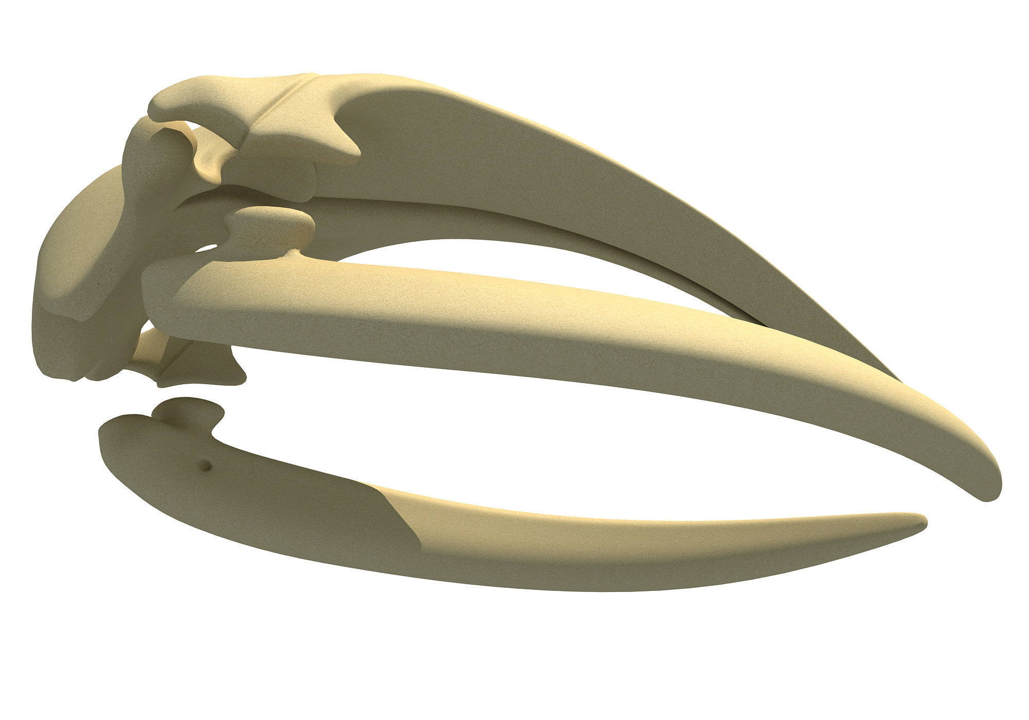 Right Whale Skull 3D model_6