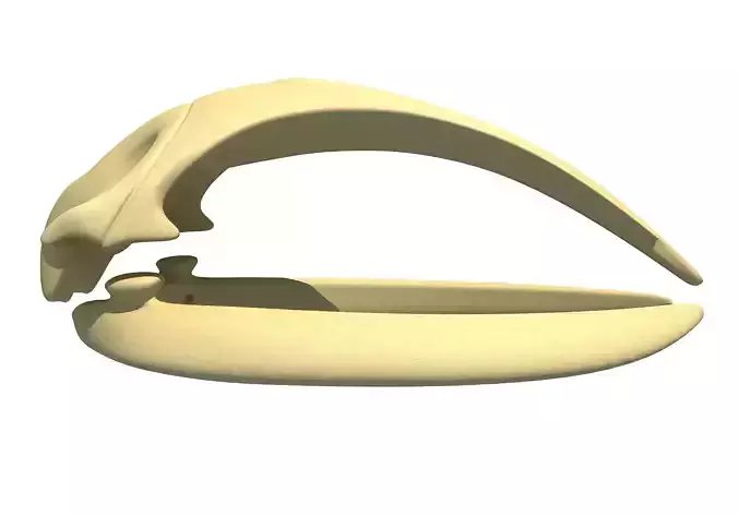 Right Whale Skull 3D model