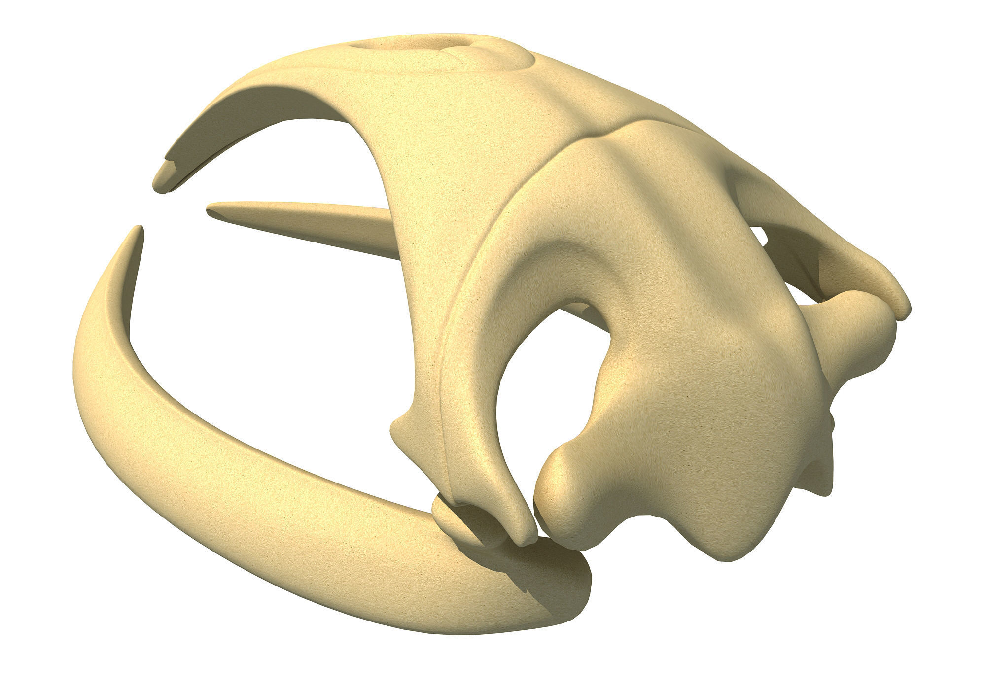 Right Whale Skull 3D model_5