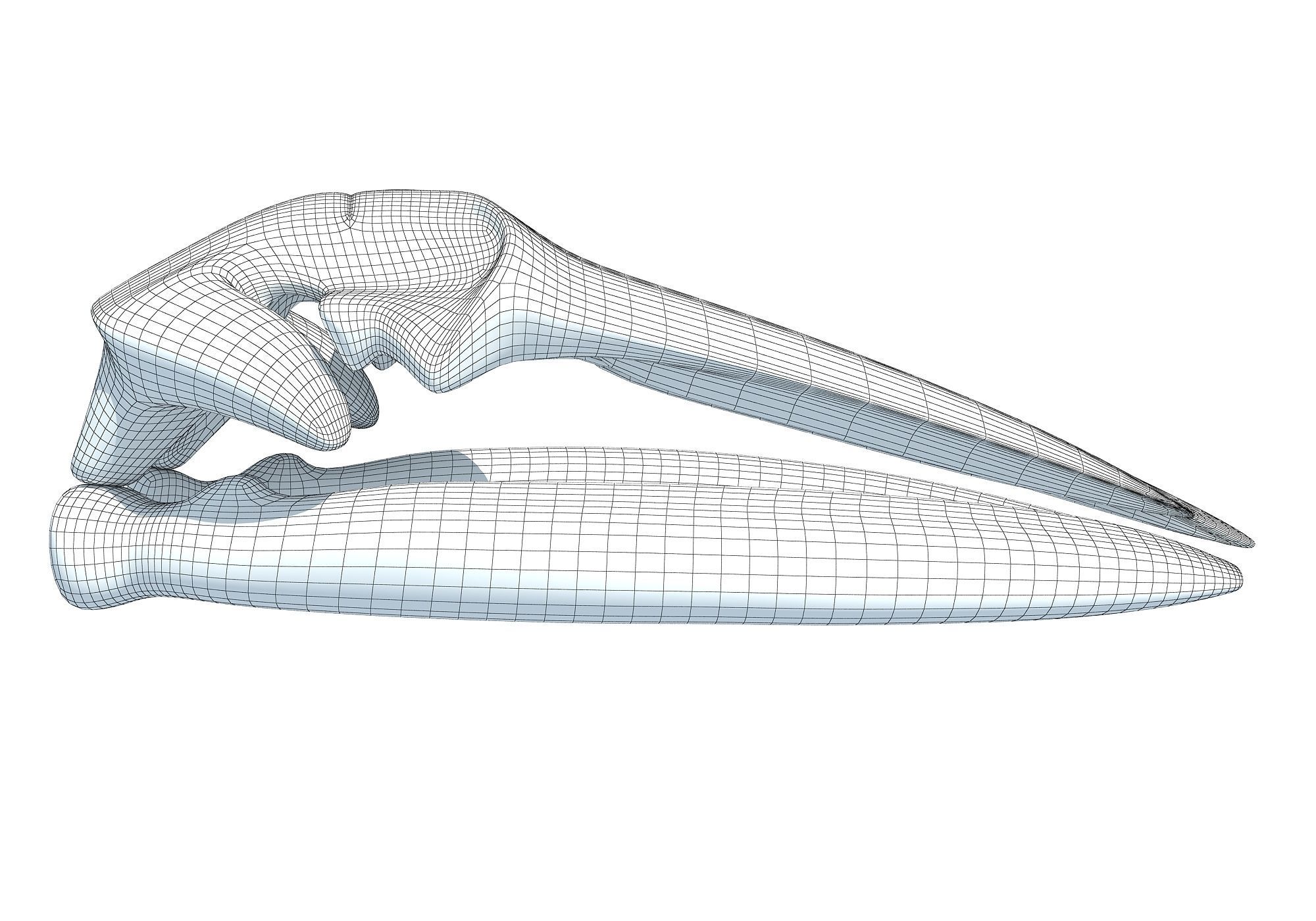 Fin Whale Skull 3D model_8