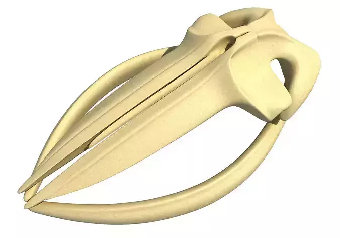 Fin Whale Skull 3D model