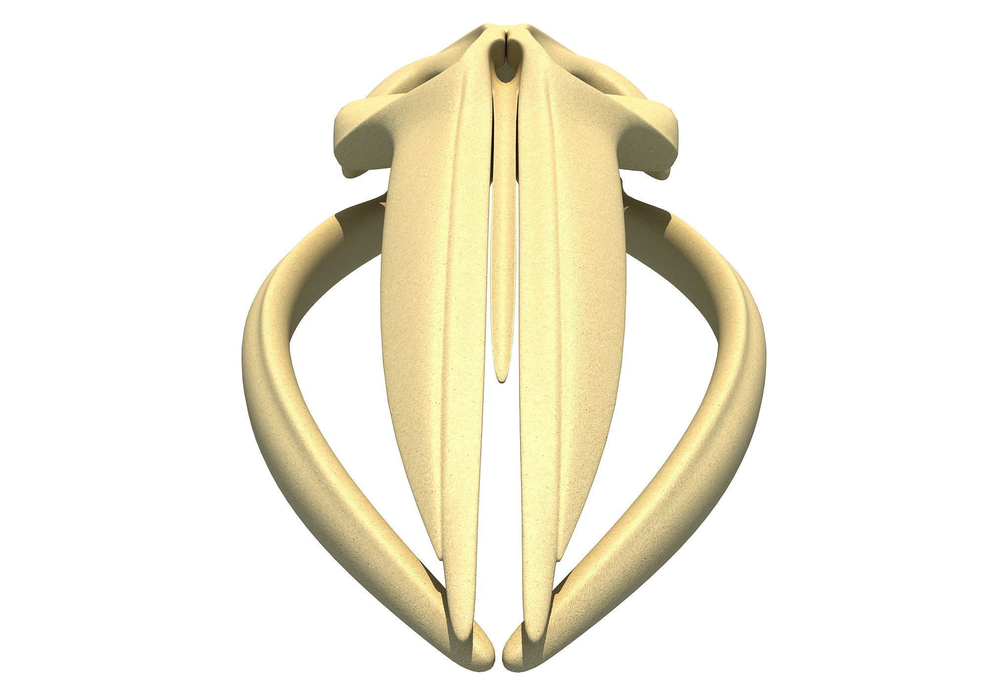 Fin Whale Skull 3D model_3