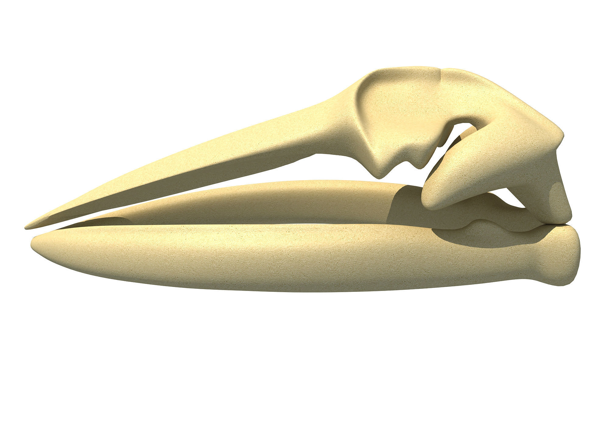 Fin Whale Skull 3D model_1