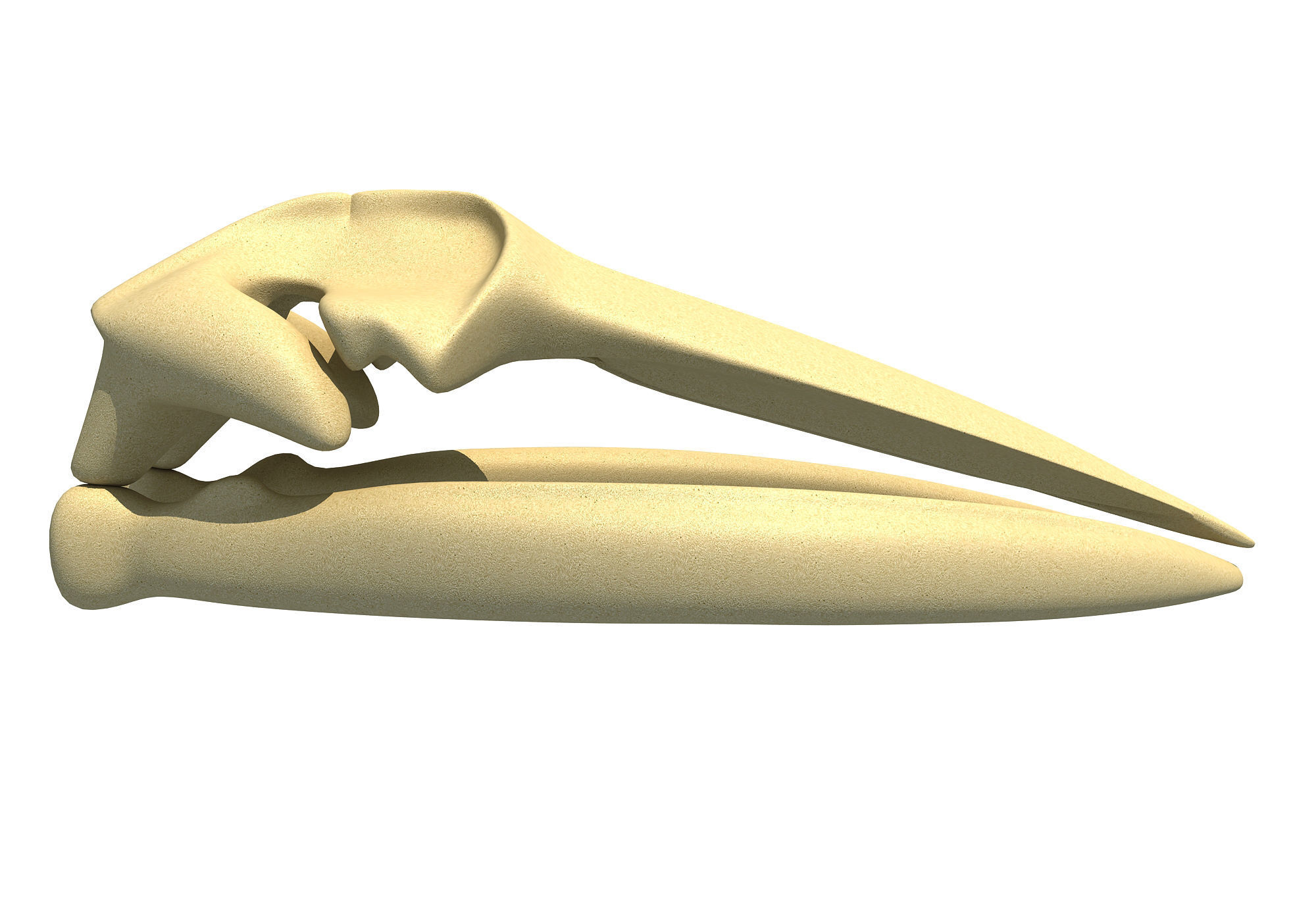 Fin Whale Skull 3D model_2