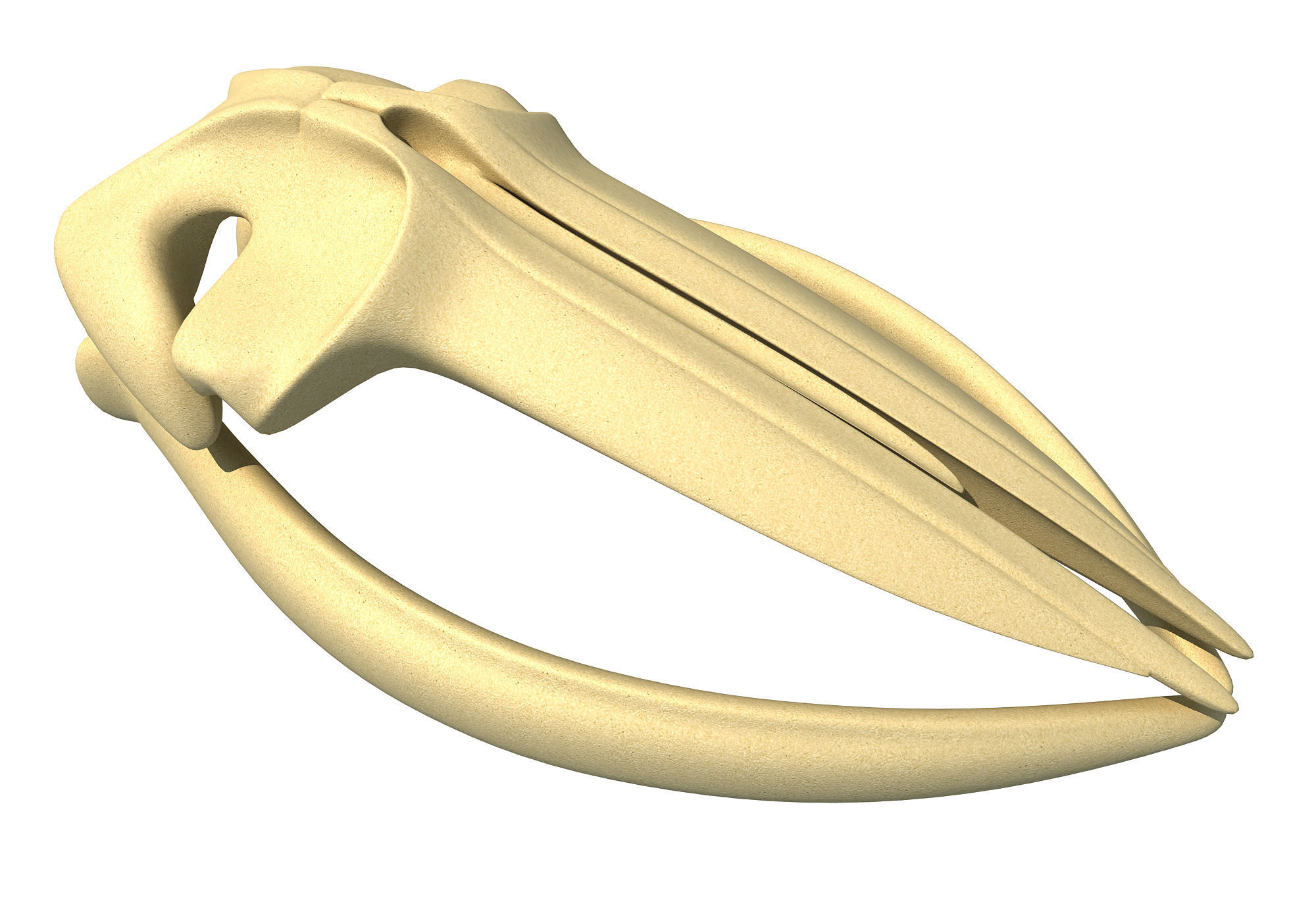 Fin Whale Skull 3D model_4