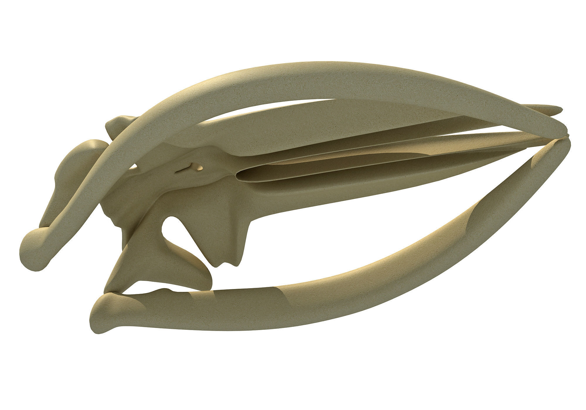 Fin Whale Skull 3D model_6