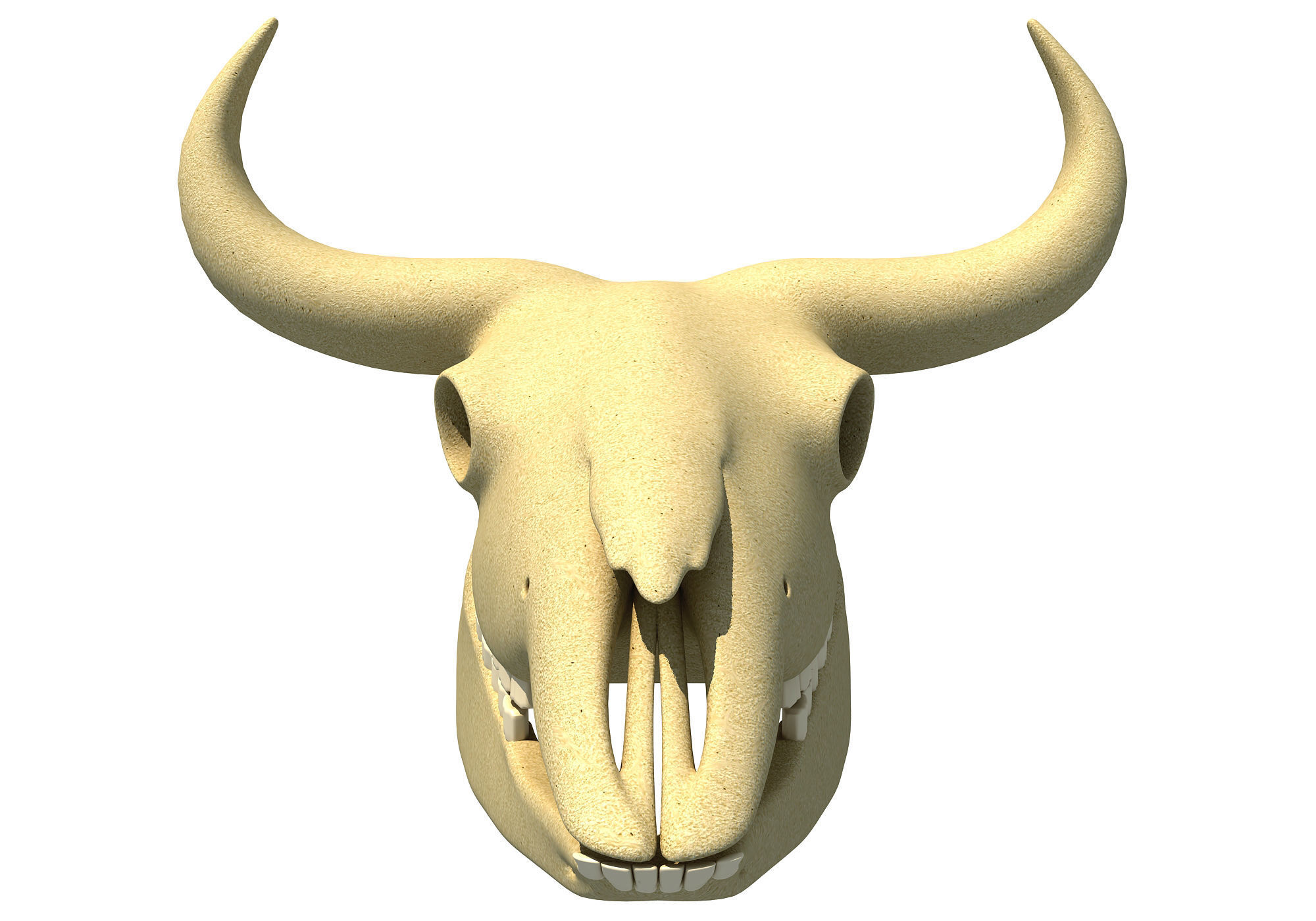 Bison Skull - Animal Skulls