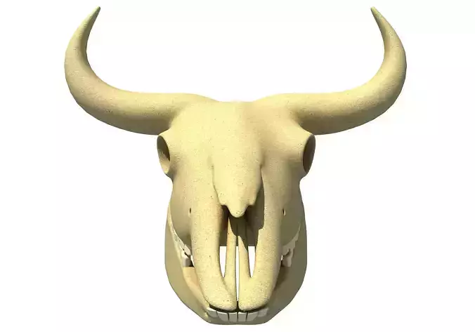Bison Skull - Animal Skulls 3D model