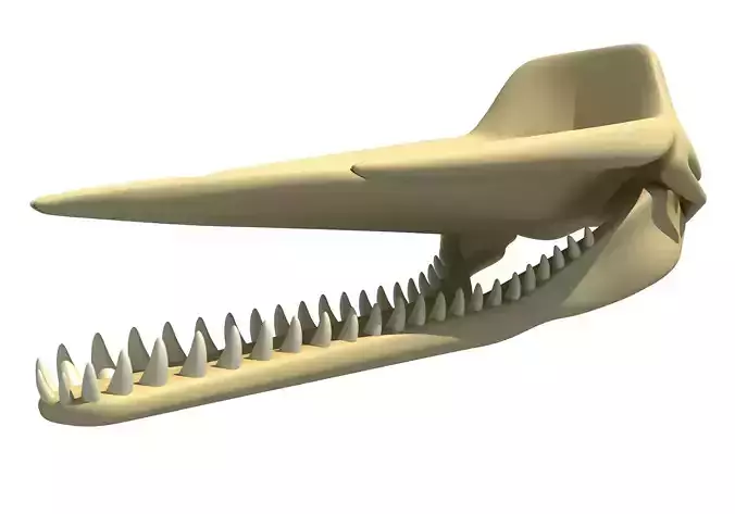 Sperm Whale Skull 3D model