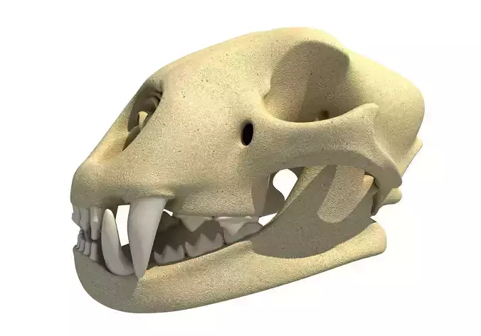 Cheetah Skull - Animal Skull 3D model