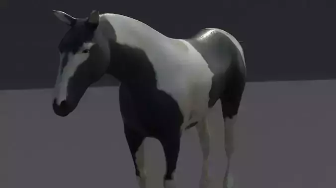 horse