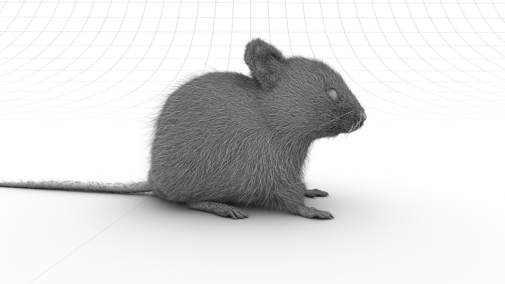Mouse- realistic style - White fur - rigged Low-poly 3D model_8