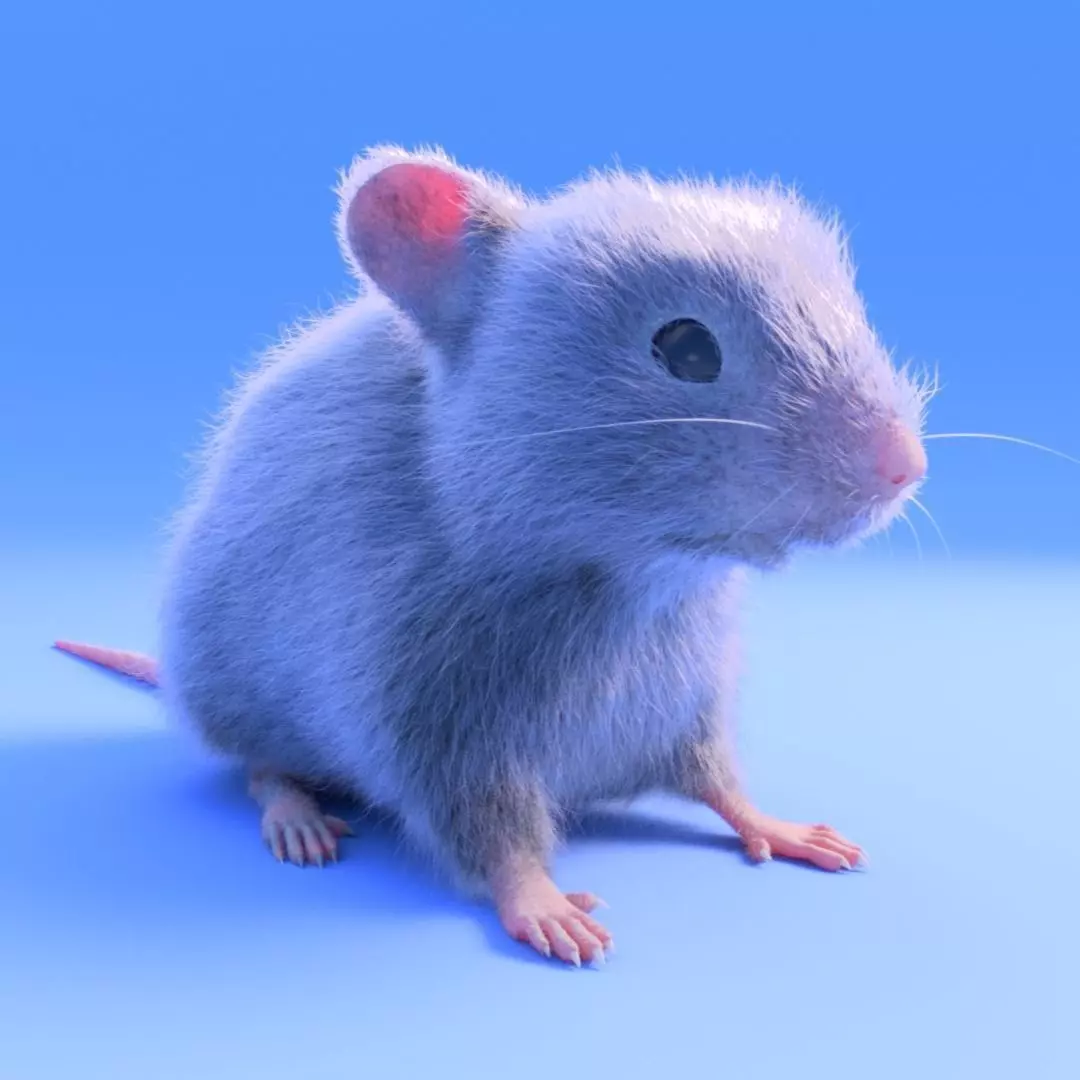 Mouse- realistic style - White fur - rigged Low-poly 3D model_0