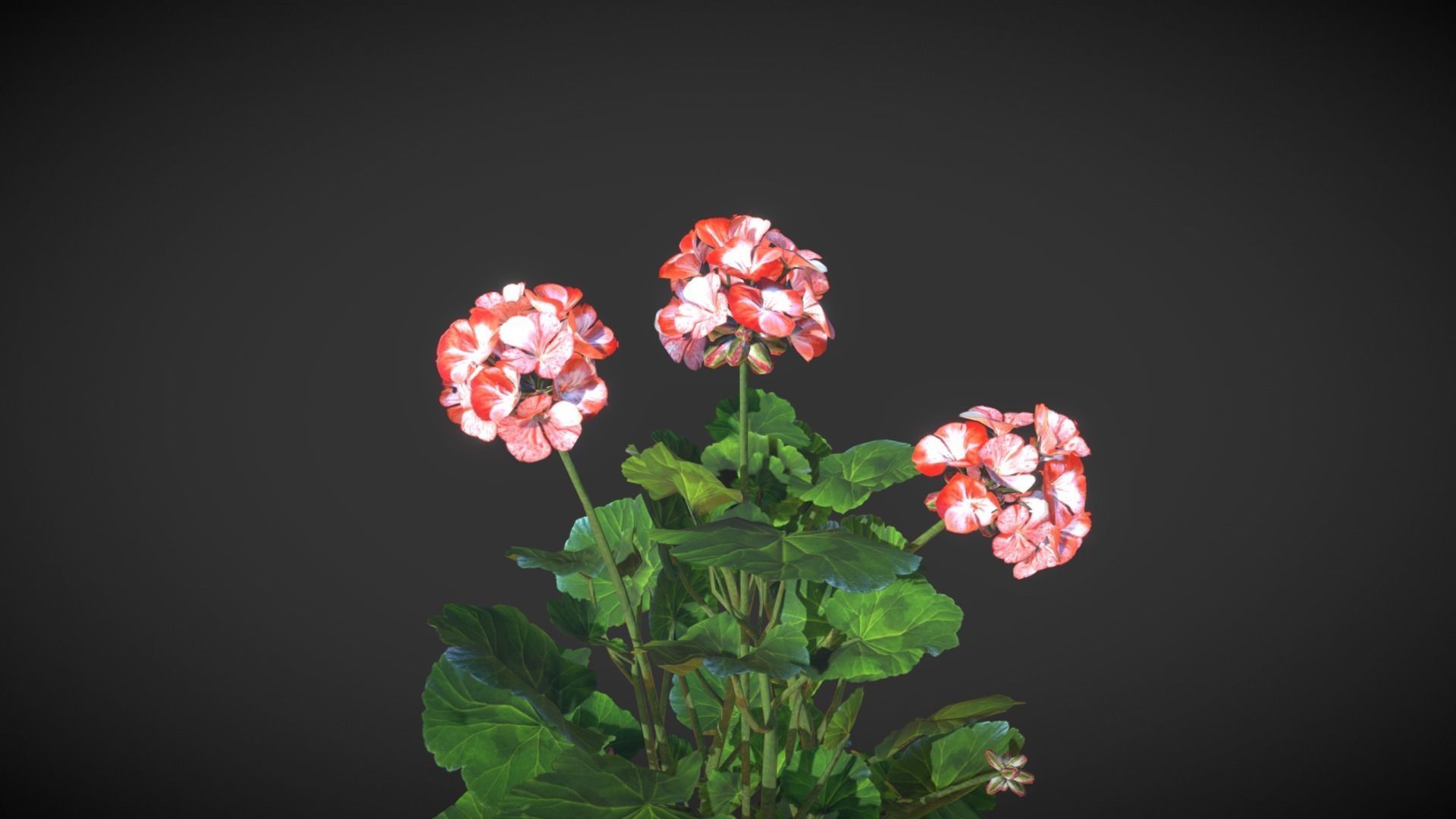Geranium Flower Low-poly 3D model_2