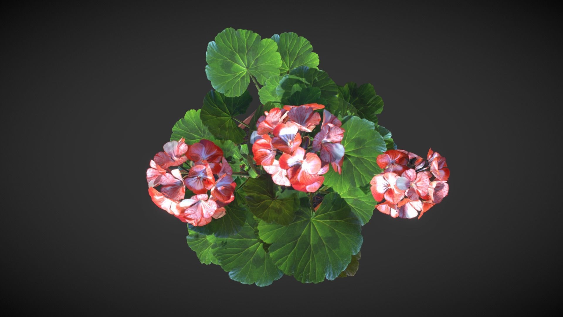 Geranium Flower Low-poly 3D model_1