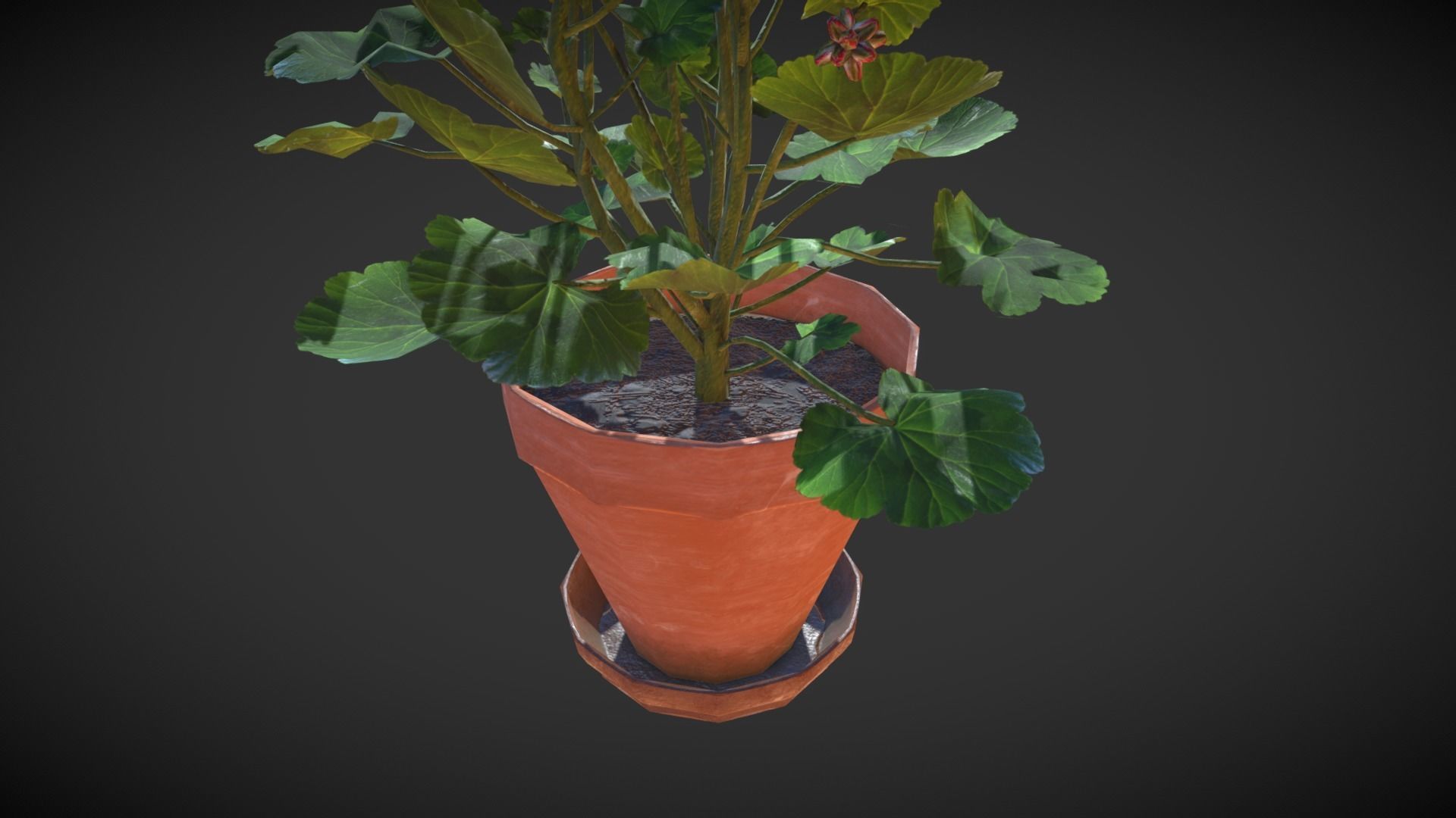 Geranium Flower Low-poly 3D model_4