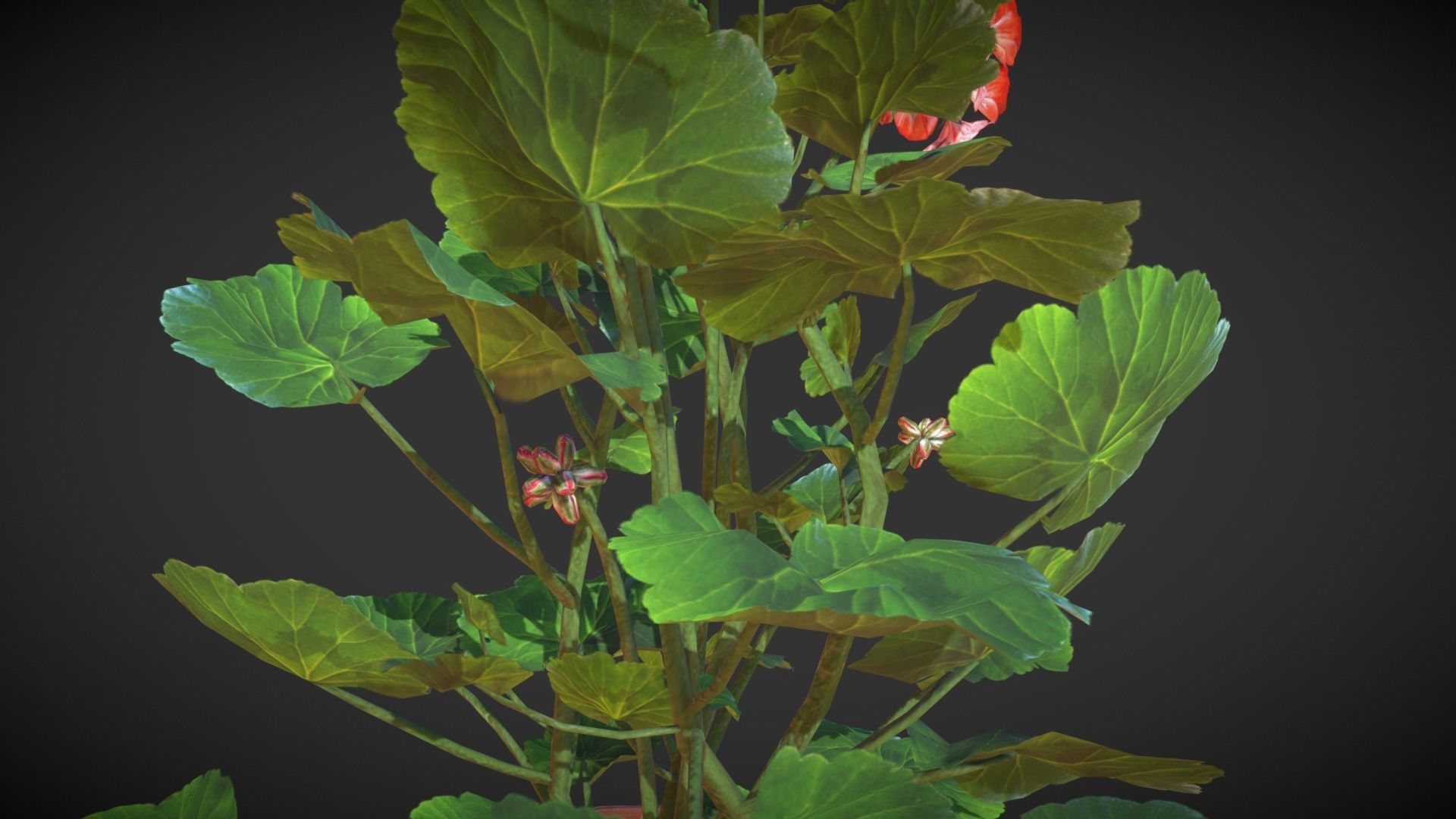 Geranium Flower Low-poly 3D model_3