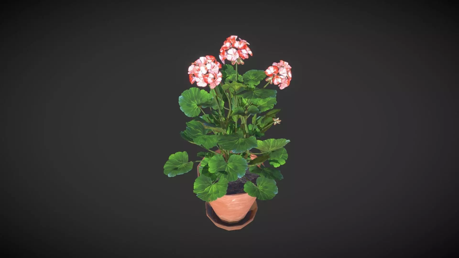 Geranium Flower Low-poly 3D model_0