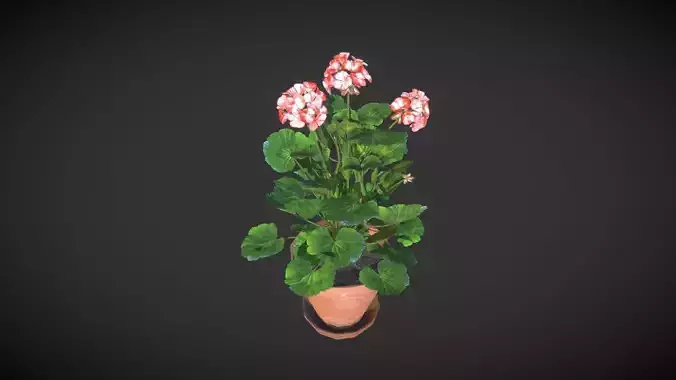 Geranium Flower Low-poly 3D model