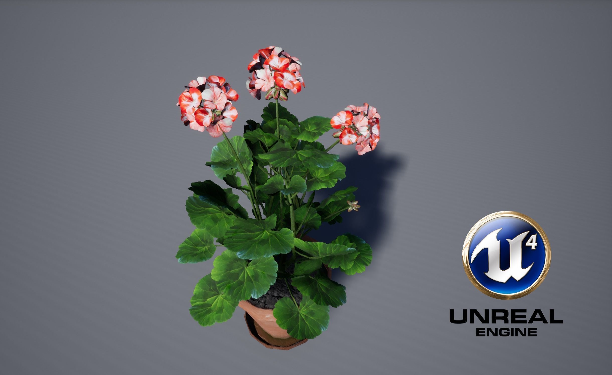 Geranium Flower Low-poly 3D model_5
