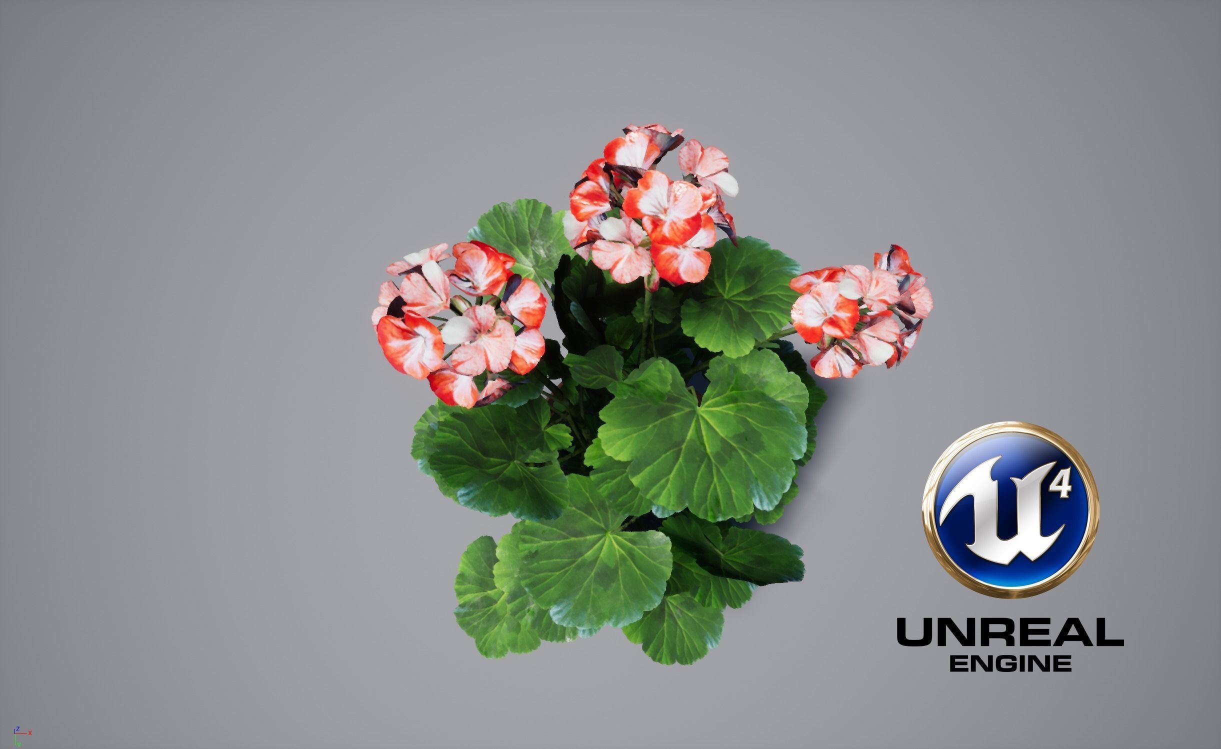 Geranium Flower Low-poly 3D model_6