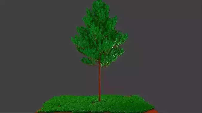 deciduous tree and grass