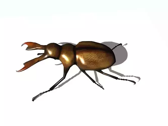 stag beetle