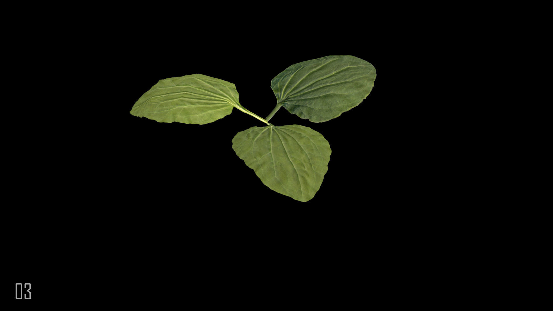 Plantain plant 3D model_6
