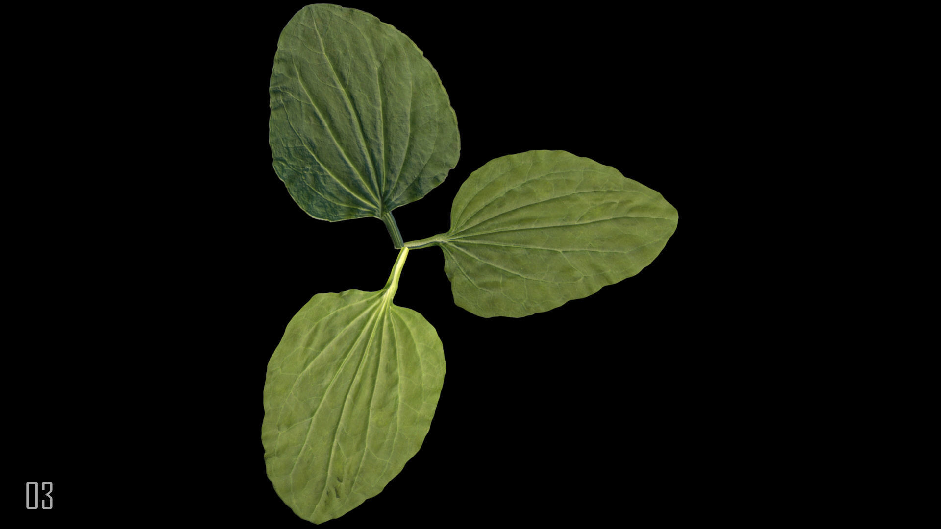 Plantain plant 3D model_8