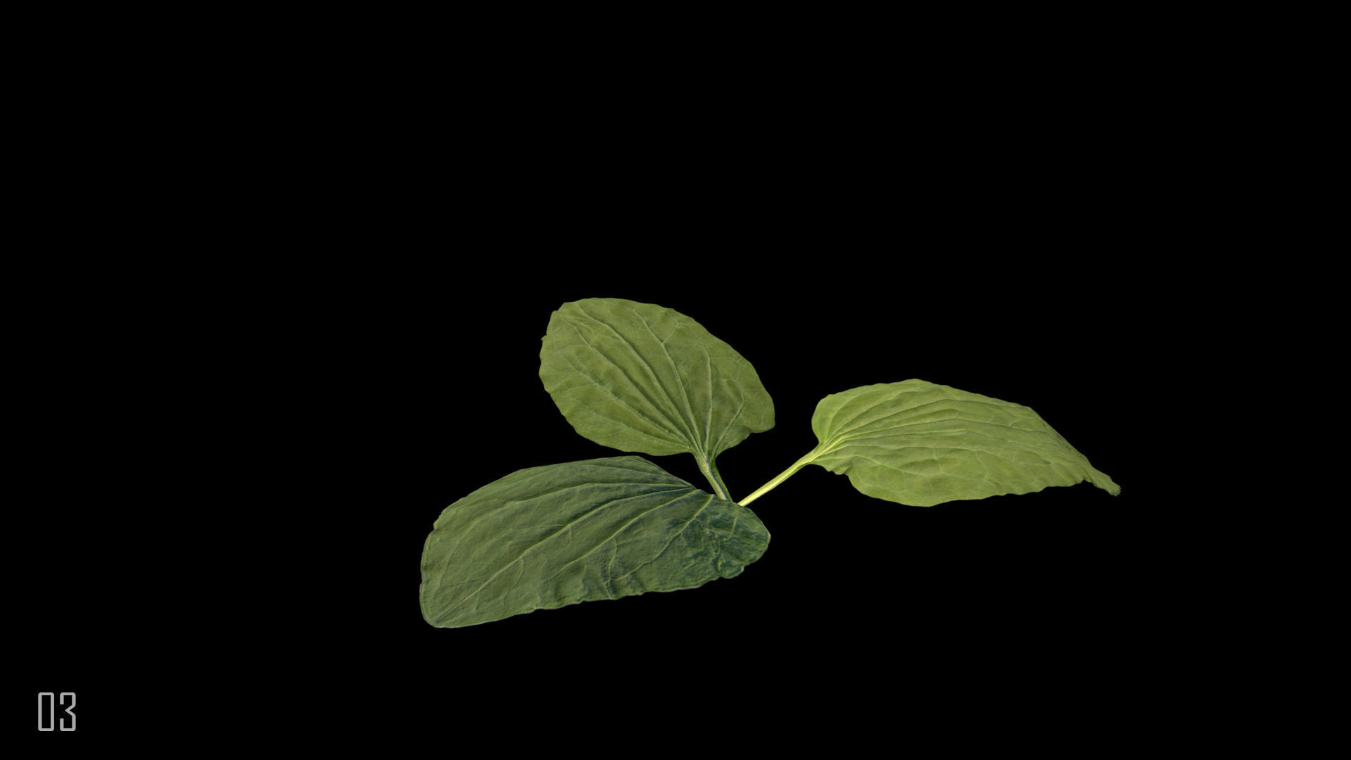 Plantain plant 3D model_7