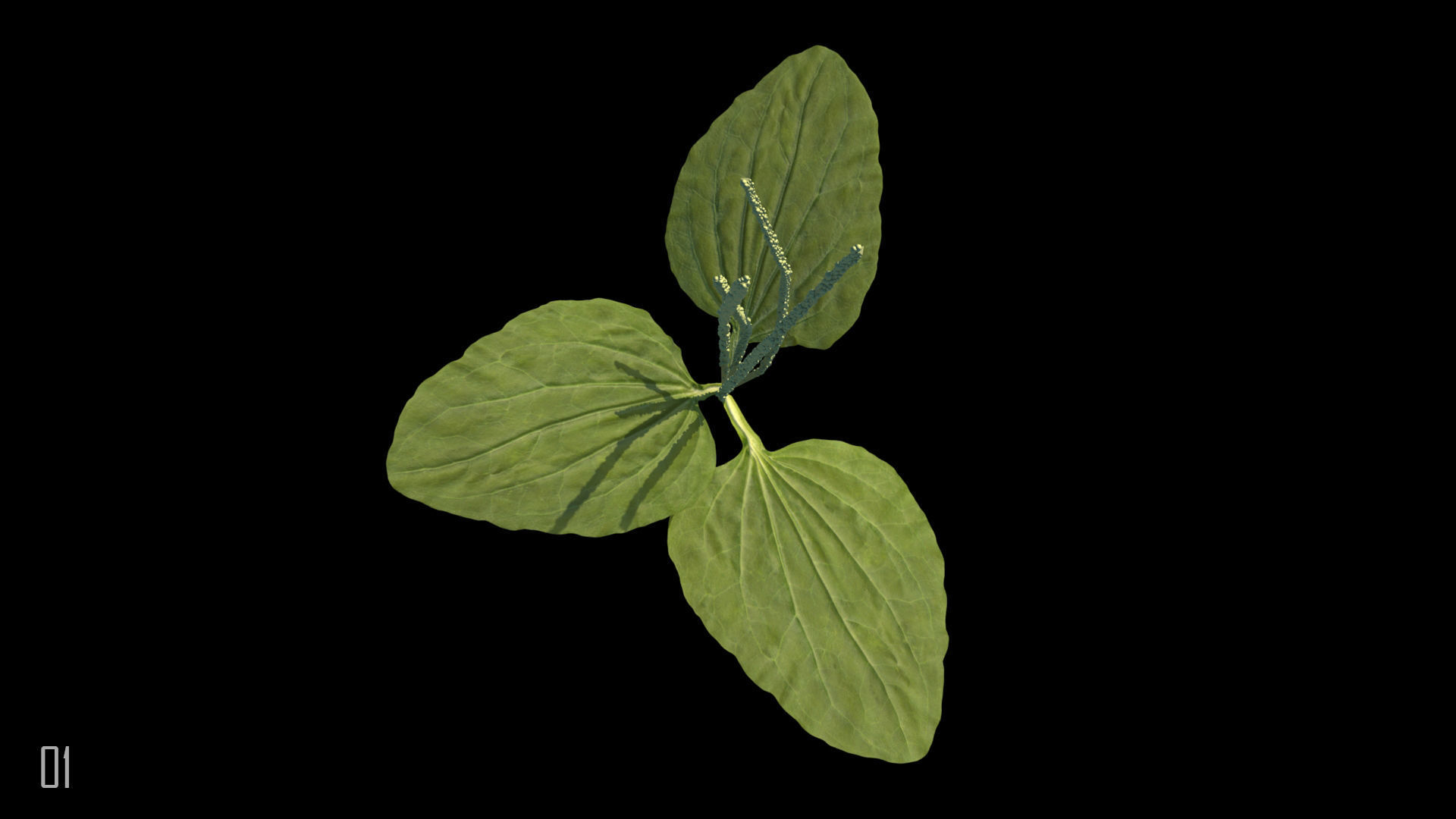 Plantain plant 3D model_2