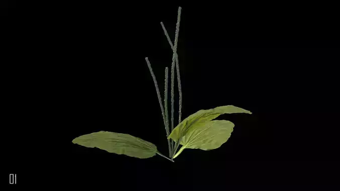 Plantain plant