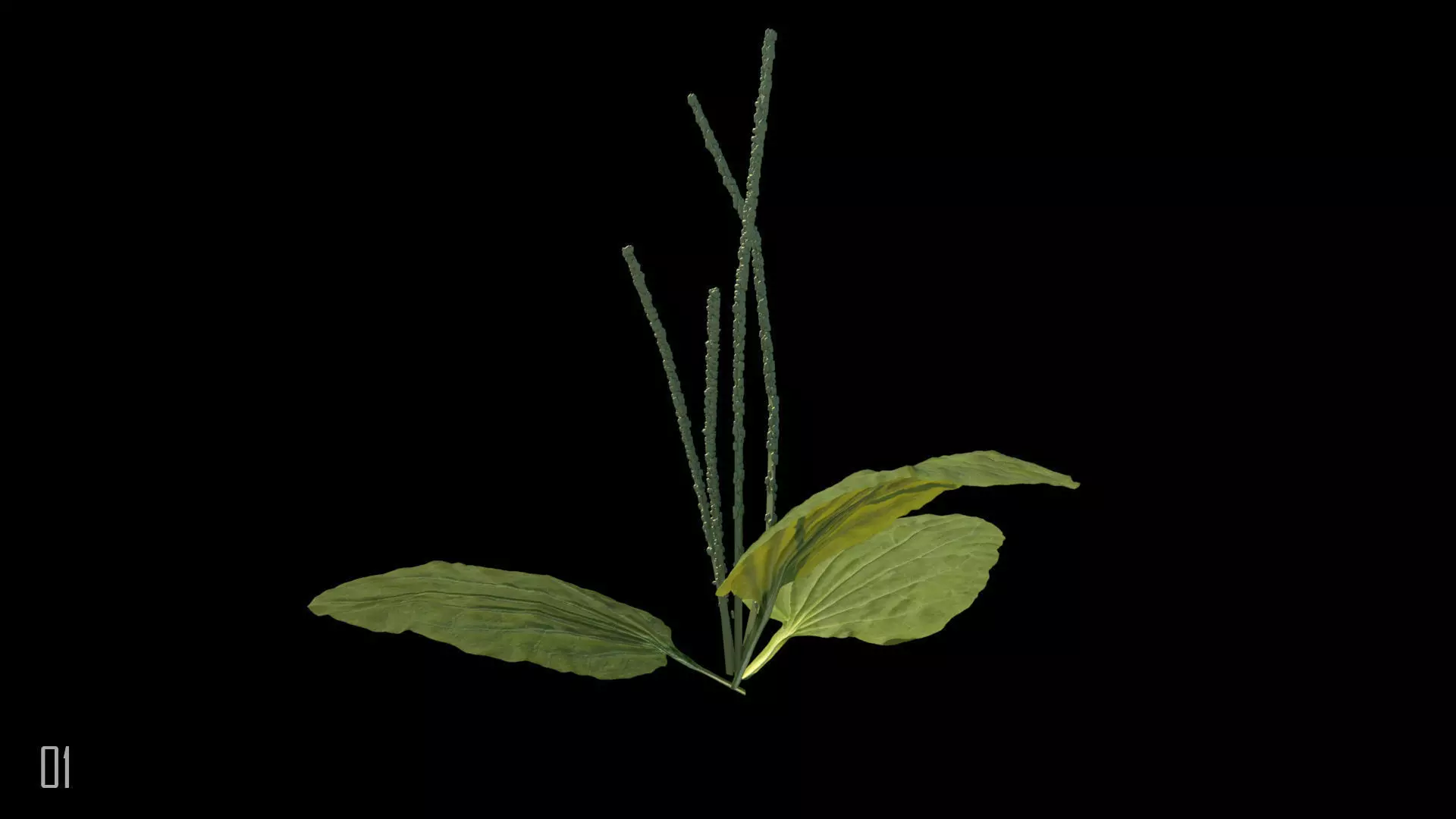 Plantain plant 3D model_0