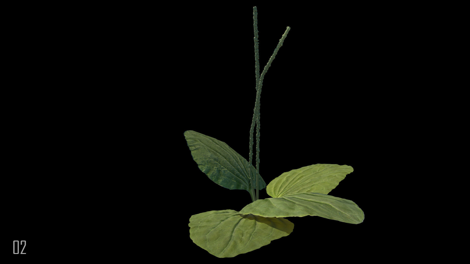 Plantain plant 3D model_3
