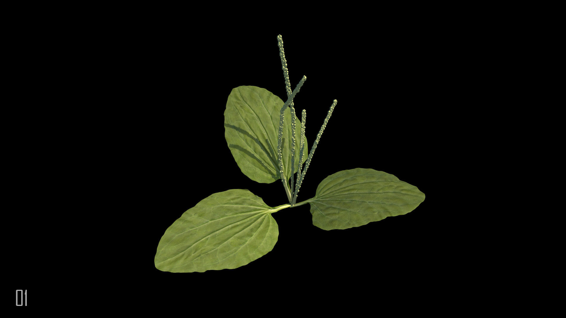 Plantain plant 3D model_1