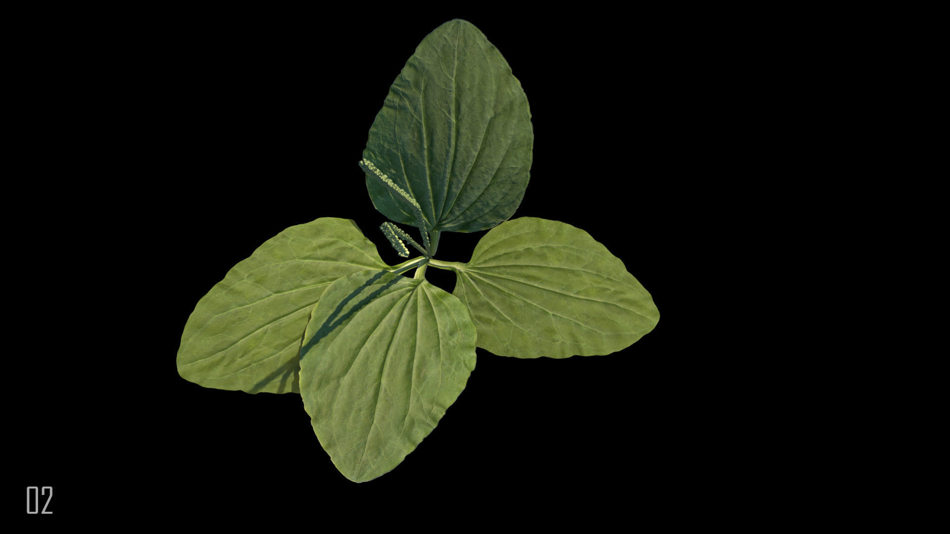 Plantain plant 3D model_5