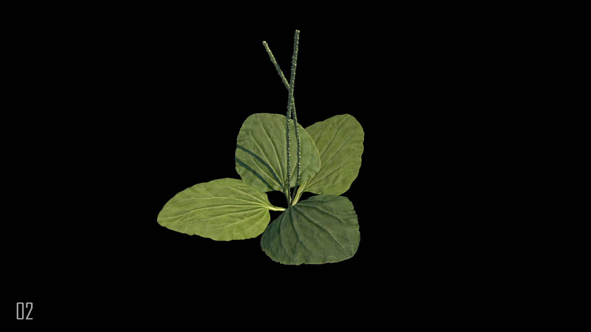 Plantain plant 3D model_4