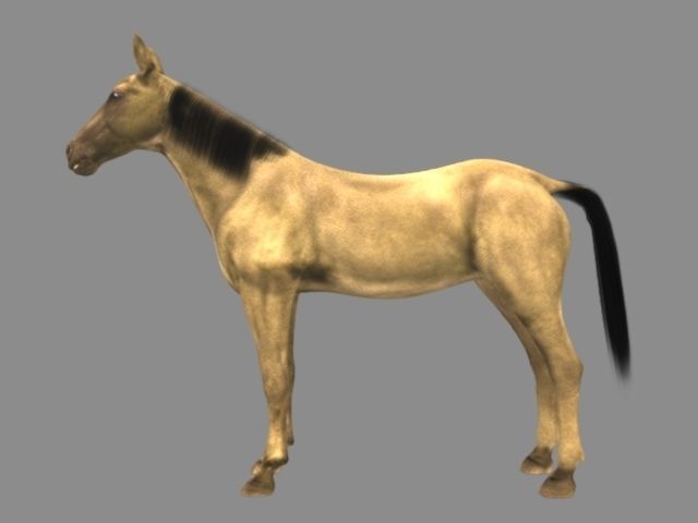 Modal Horse2 Low-poly 3D model_3