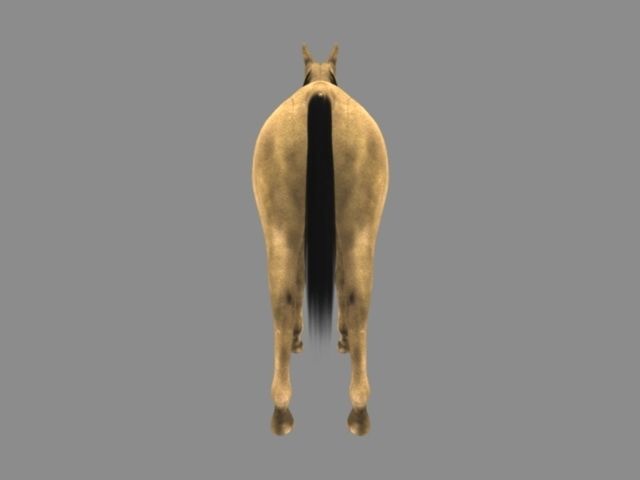 Modal Horse2 Low-poly 3D model_1