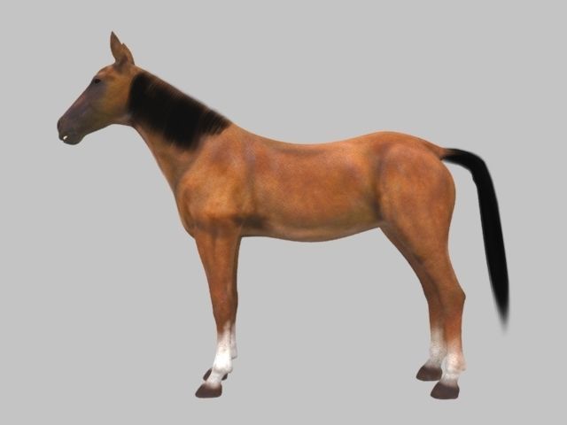 Rig Horse Low-poly 3D model_6