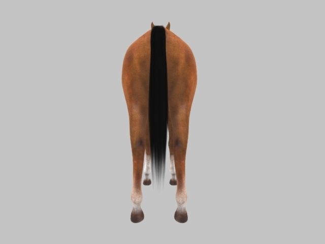 Rig Horse Low-poly 3D model_5