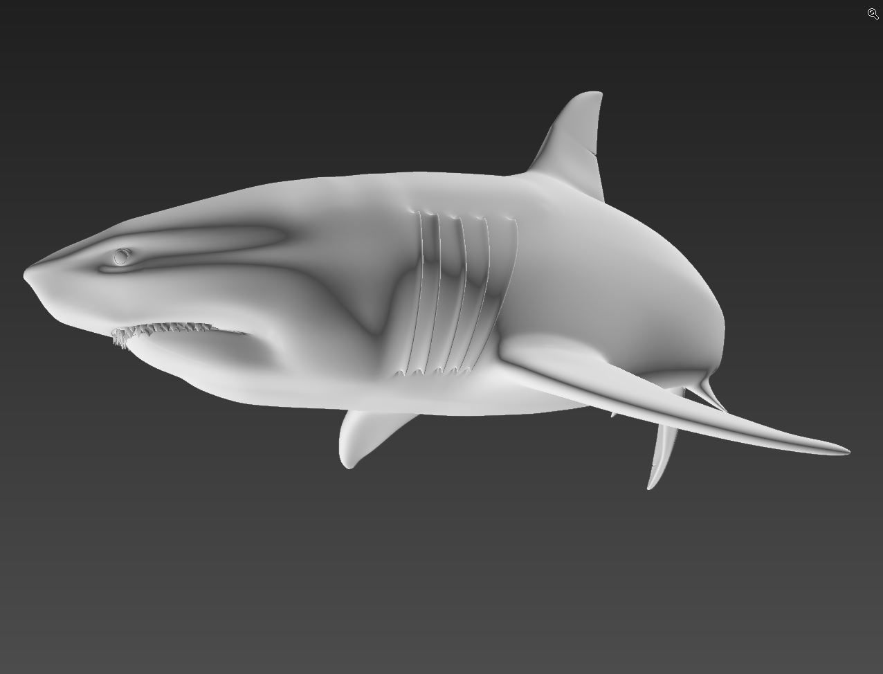 Shark 3D print model_4