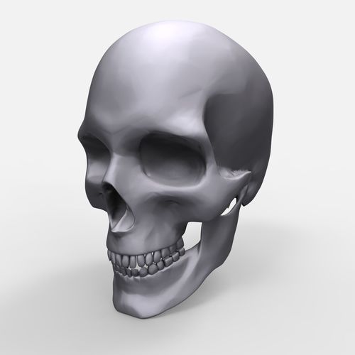 Skull Anatomy Model Printable  3D print model